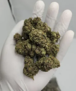 Gary Payton Hybrid Strain THC 30-35%