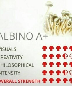 ALBINO A+ SHROOM🍄