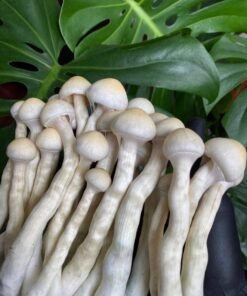 - IMG 7805 Psychedelic Treats EU | Discreet Online Retailer