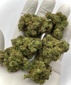 Jack Herer Sativa Dominant Hybrid 30-35% THC