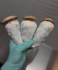 - N74uzJhxll8eO9WlrYx PENIS ENVY SHROOM 🍄