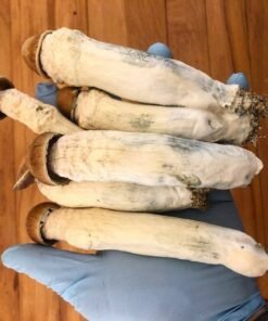 - N74uzK2fLqjMqoWpRKk PENIS ENVY SHROOM 🍄