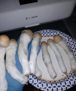 - N74uzKBA7wYffJbPdld PENIS ENVY SHROOM 🍄