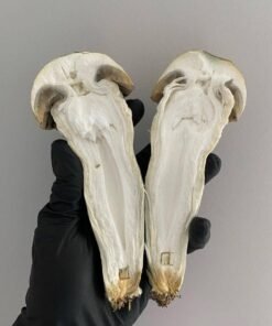 - N74uzKKHRAOsI baCjE PENIS ENVY SHROOM 🍄