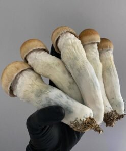 - N74uzKU7GHa39G7lqPS PENIS ENVY SHROOM 🍄