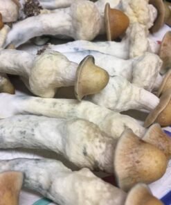 - N74uzLSXFoFTa8WfuDy PENIS ENVY SHROOM 🍄