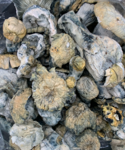 Shakti Magic Mushrooms  (Albino Malabar)