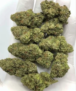 Watermelon Blaster Indica Dominant Hybrid 20-29% THC