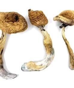 Alacabenzi magic mushroom