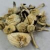 - albino a mushrooms 250x250 1 Albino A+ Magic Mushrooms