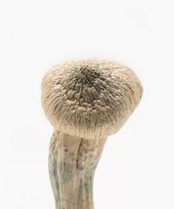 Albino Penis Envy Mushrooms