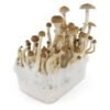 - b mushrooms grow kit B+ Mushrooms Grow Kit