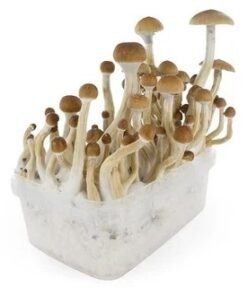 B+ Mushrooms Grow Kit