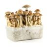 - brazilian mushrooms grow kit 300x300 1 Brazilian Mushrooms Grow Kit