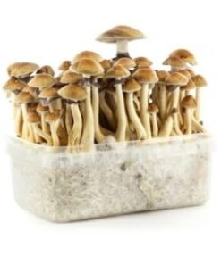 Brazilian Mushrooms Grow Kit