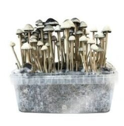 Golden Teacher Grow Kit