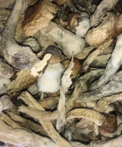 Buddha Belly Mushrooms