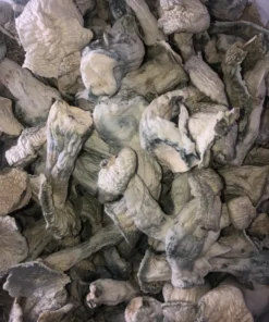 Silly APES Magic Mushroom