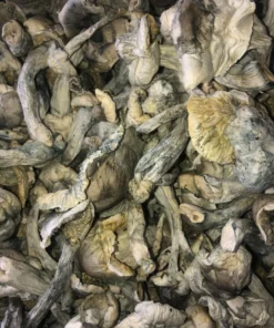 Iceberg Mushroom -Psilocybe Cubensis Species