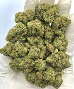 Laughing Gas Hybrid Cannabis Strain THC 21-24%