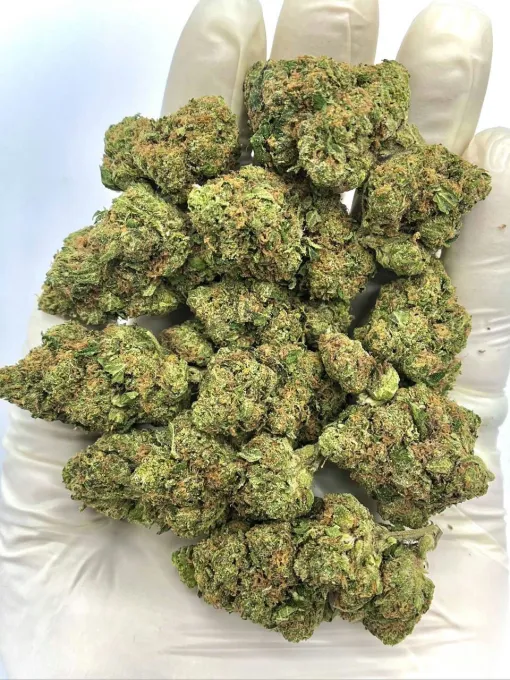 - img 2377 Laughing Gas Hybrid Cannabis Strain THC 21-24% Laughing Gas Hybrid Cannabis Strain THC 21-24%