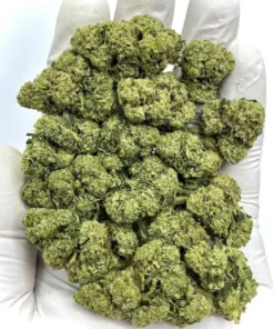 Jet Fuel Gelato Hybrid Cannabis Strain THC 23-29%.
