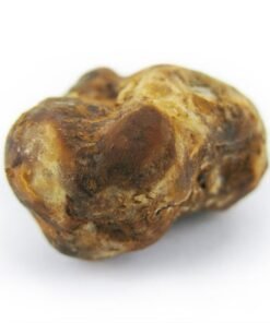 - psilocybe pajaritos 1 Psychedelic Treats EU | Discreet Online Retailer