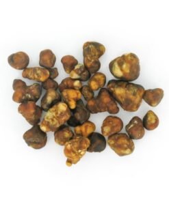 - psilocybe pajaritos 3 Psilocybe Pajaritos Truffles